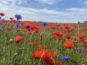 Preview: Sommerblüten auf der Insel Rügen